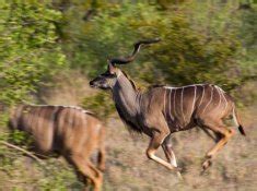 Mabula Game Lodge | Waterberg Limpopo | Exclusive Getaways