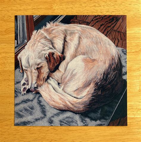 Sleeping Dog Art Print 8x8 Pen and Ink Drawing Yellow Labrador ...