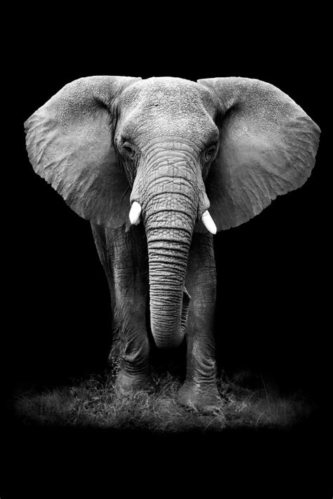 Black and White Elephant – WallQ - Premium Wall Visuals