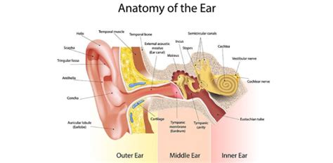 Bio 130 Ear Anatomy Quiz - Trivia & Questions