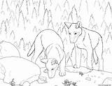 Wolf S Pup Coloring Page Printable sketch template