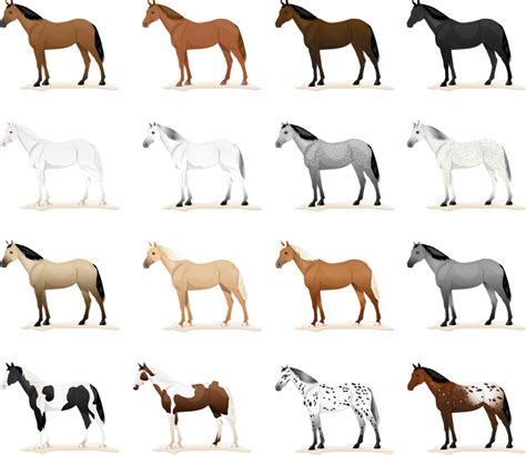 Horse Coat Colors are more than black, brown and white! - Horse ...