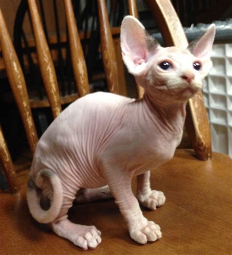 Sphynx For Sale in Guernsey County (1) | Petzlover