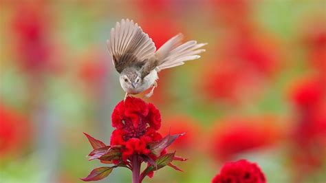 Birds And Flowers 4K Wallpaper : humming bird flowers blue flowers birds nature animals ...