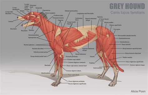 ArtStation - Animal Anatomy Charts, Alicia Poon Dog Anatomy, Muscle ...