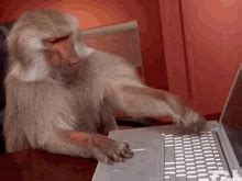 GIF su Typing Monkey | Tenor
