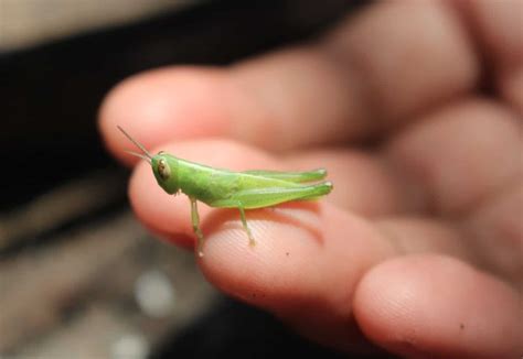 What Eats Grasshoppers: Predators in the Insect Food Chain - GFL Outdoors