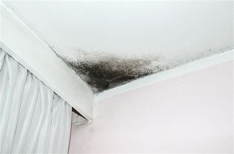 House Mold & Black Mold Identification | EverDry Toledo