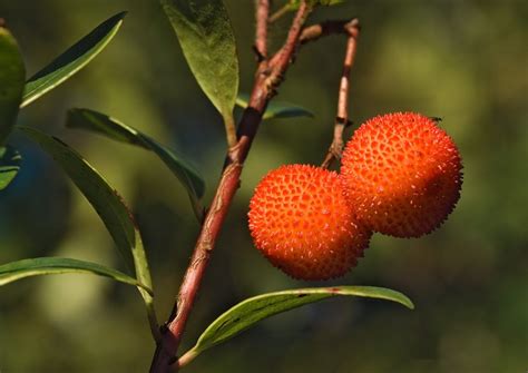 Strawberry Tree Fruit