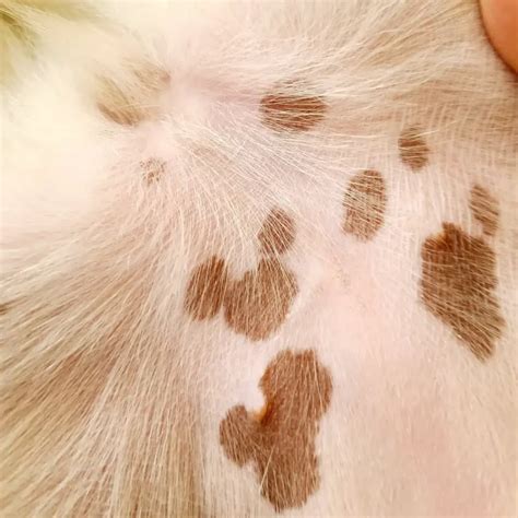 Brown Spots on Dogs Belly Looks Like Dirt .5 Skin Tumors Dogs Owner Must Know . - Petco Dog Care