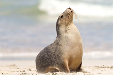 Australia's threatened mammals decline by more than a third since 1990s ...