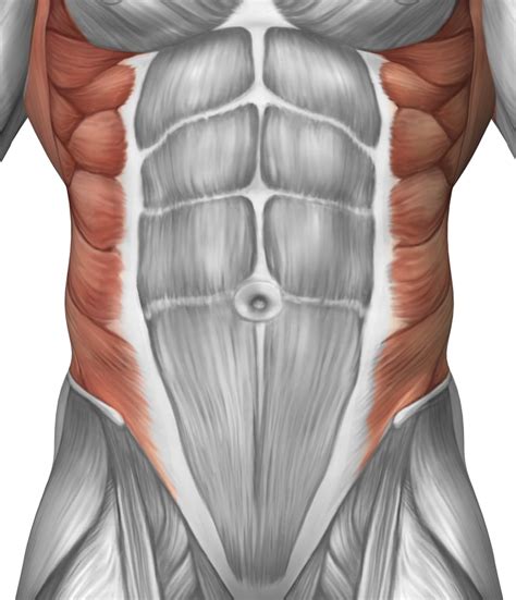 Male muscle anatomy of the abdominal wall Poster Print (13 x 15) - Walmart.com - Walmart.com