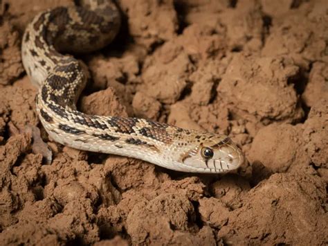 Sonoran Gopher Snake: Care Guide & Species Profile - Everything Reptiles