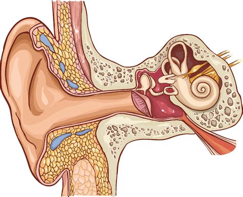 Glue Ear And Grommets - EAR SURGEON