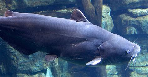 Blue Catfish · Tennessee Aquarium