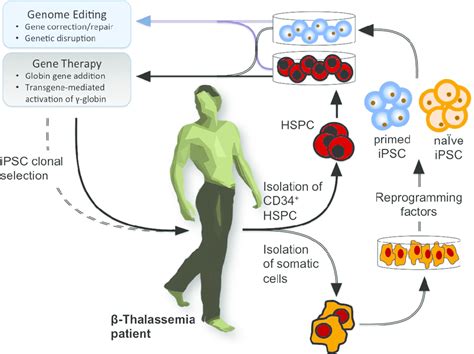 Therapeutic options for β-thalassemia based on gene therapy and gene... | Download Scientific ...