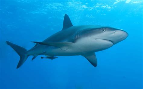 File:Caribbean reef shark.jpg - Wikipedia
