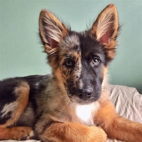 German Shepard Aussie Mix - MIXREDP