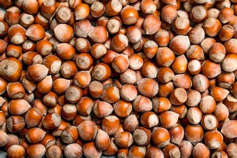 The Texture of the Hazelnut in Shell Stock Image - Image of clipping ...