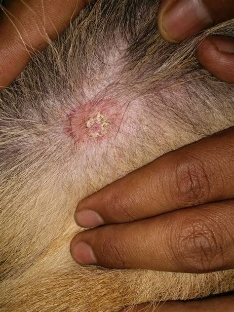 Ringworm in Dogs: How to Spot, Treat, and Prevent - IMP WORLD