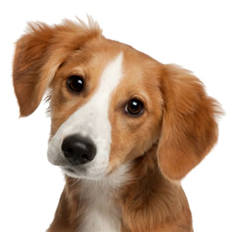 Cachorrinho cão rosto PNG clipart | PNG Mart