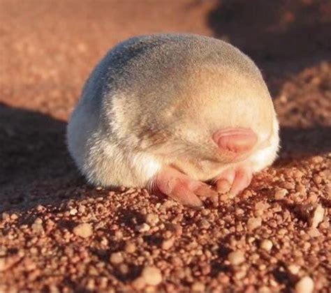 🔥 The golden mole : r/NatureIsFuckingLit