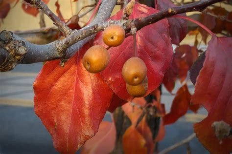 Ornamental Pear Tree Fruit : Ornamental Pear Autumn High Resolution ...