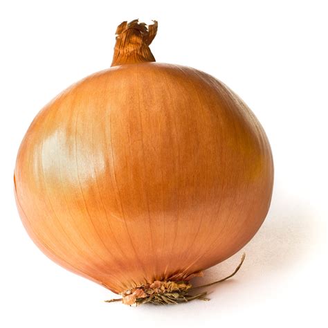 File:Onion on White.JPG - Wikipedia, the free encyclopedia