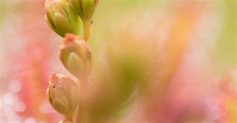 Macro Shot of Green Plant · Free Stock Photo