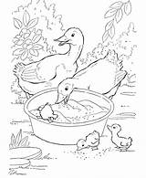 Duck Coloring Pages  Best For Kids sketch template