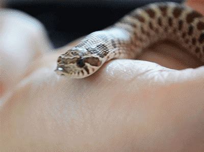 snek is thirst : r/Snek