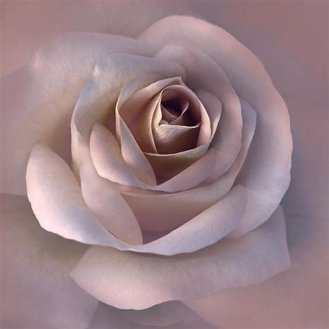 Soft Mauve Pink Rose Flower Photograph by Jennie Marie Schell - Fine Art America