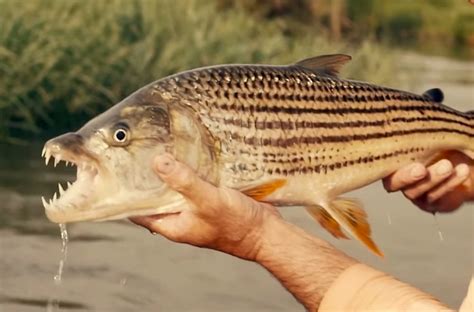 Fishing For Tiger Fish With Razor Sharp Teeth In Botswana Looks Like The Craziest Adventure ...