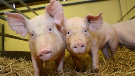 FDA approves first-ever GM animal for use in food and human medicine ...