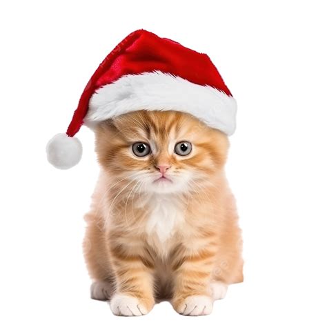Christmas Card With Cute Ginger Cat Kitten In Red Santa Hat, Christmas Cat, Funny Christmas ...