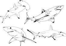 Shark Bite Drawing Free Stock Photo - Public Domain Pictures