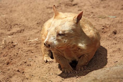 Wombat living at Japanese declared world's oldest at age 33