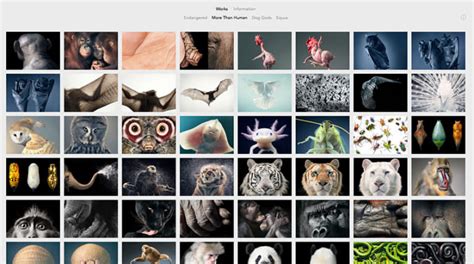 26 Photography Portfolio Examples for Inspiration - Colormelon