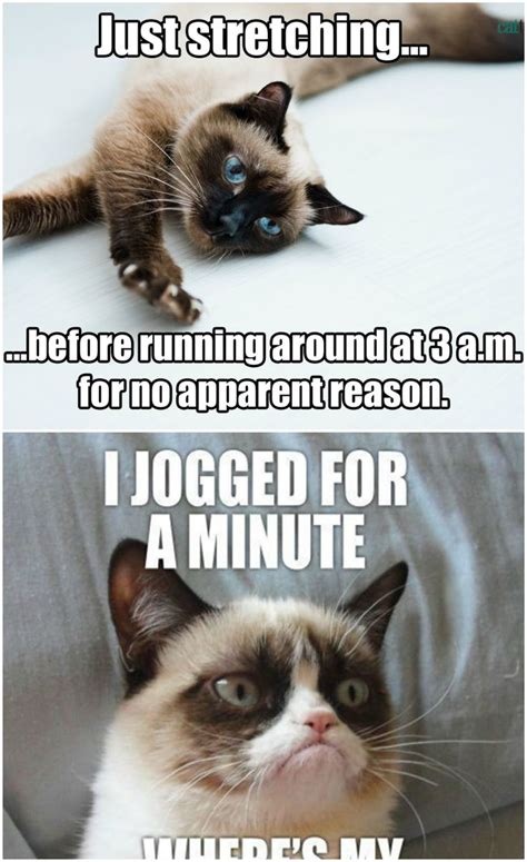 20 Best Grumpy Cat Memes - SO LIFE QUOTES | Grumpy cat humor, Cat memes, Grumpy cat