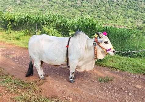 Punganur Cow: The Tiny Wonder of the Indian Cattle World - Nili Ravi