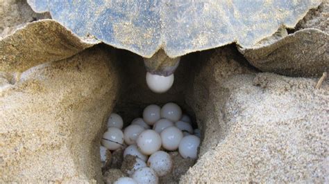 World Turtle Day: Meet Odisha’s ‘Turtle Man’