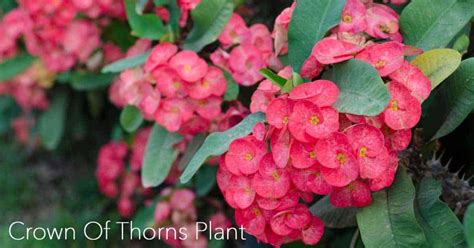 How To Grow and Care For Crown of Thorns Plant