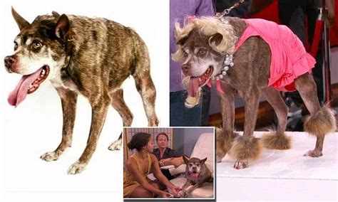 World's ugliest dog gets a makeover on Jimmy Kimmel Live World Ugliest Dog, Dog Contest, Ugly ...