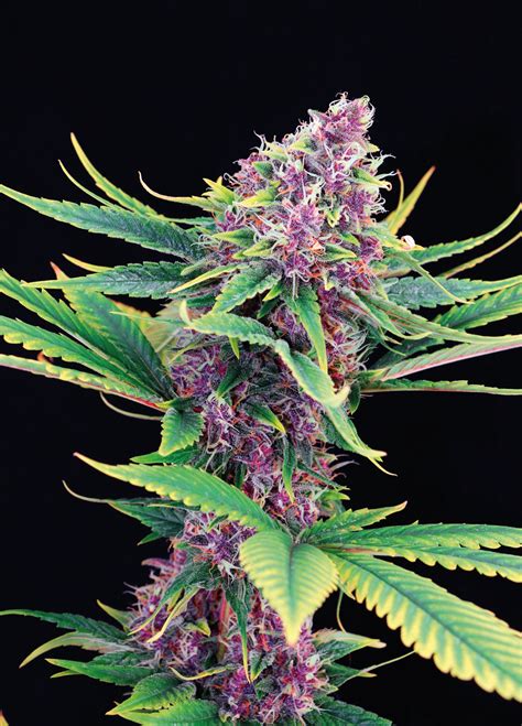 Purple Kush - strain - Kannabia | Cannapedia