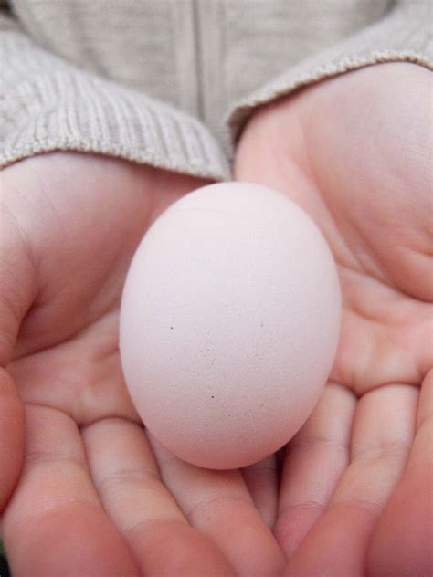 Our First Egg from a Plymouth Barred Rock | Best Egg Laying Chickens