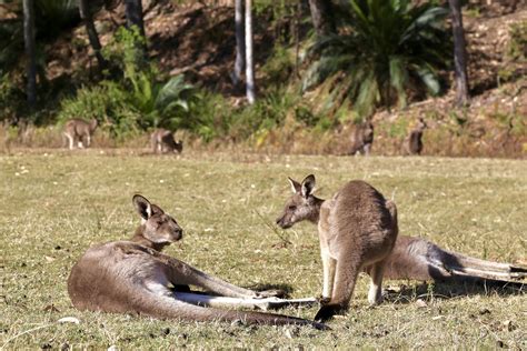 8 Weird Australian Laws you Wouldn't Believe they Exist -Edugate Gateway