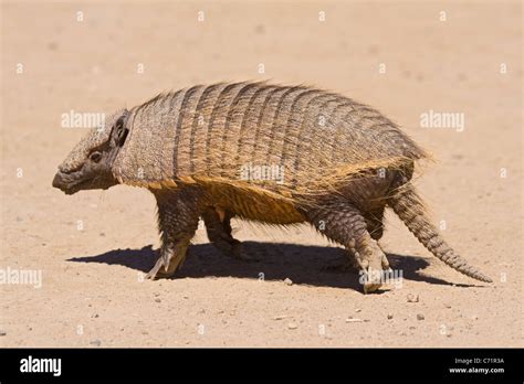 Pichi or Dwarf Armadillo Zaedyus pichiy, Valdes Peninsula, Argentina ...