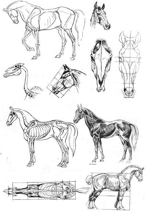 Horse anatomy. | Horse sketch, Horse anatomy, Horse drawings