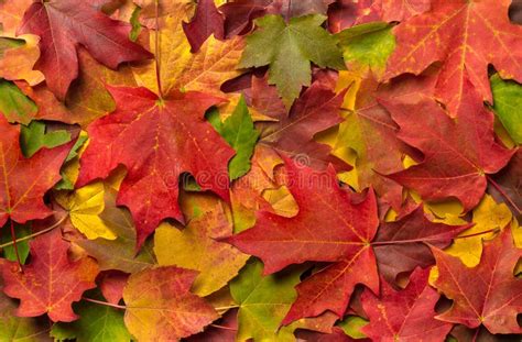 Fall leaves stock photo. Image of pattern, background - 13872734