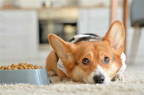 How Much to Feed a Corgi (Puppy & Adult Feeding Chart)